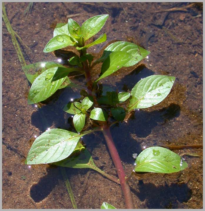 spring speedwell