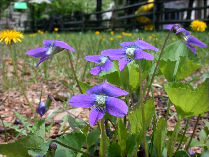 violets and dandelions