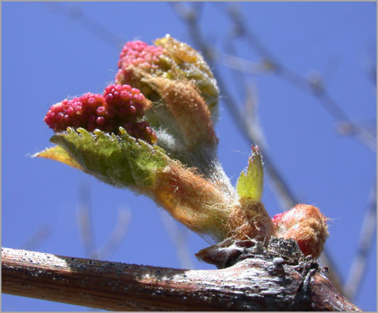 virginia creeper