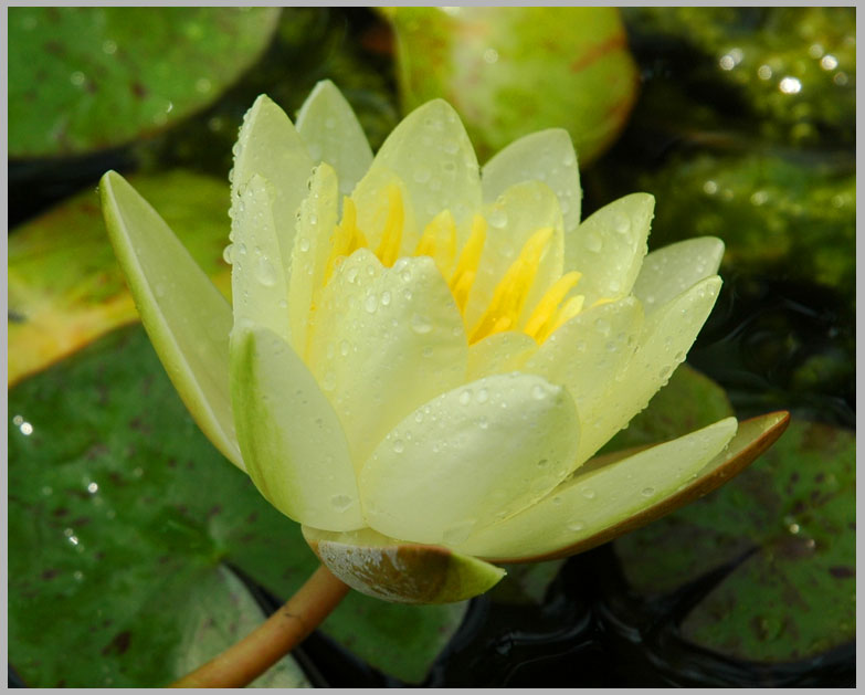 water lily