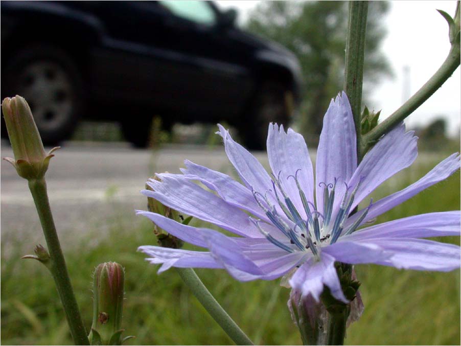 wayside chicory