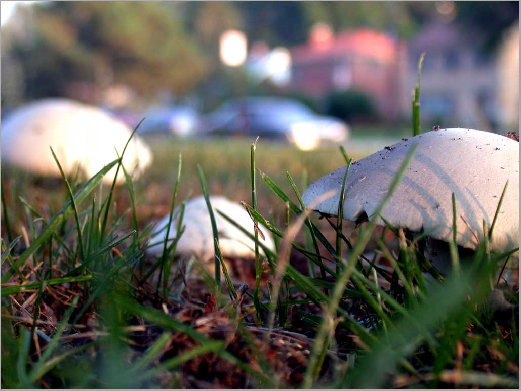 wayside mushrooms