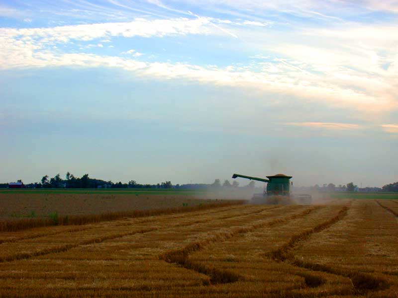 wheat harvest