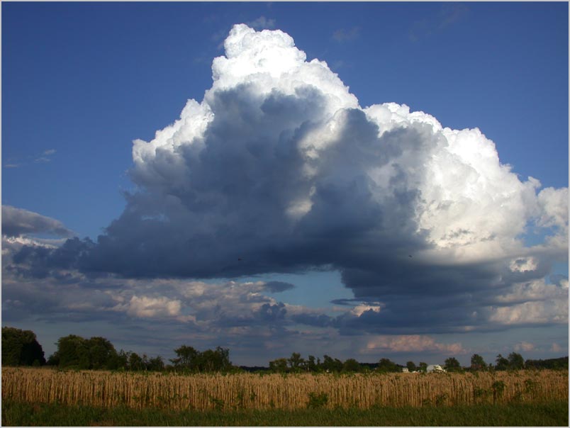 wheat-sky