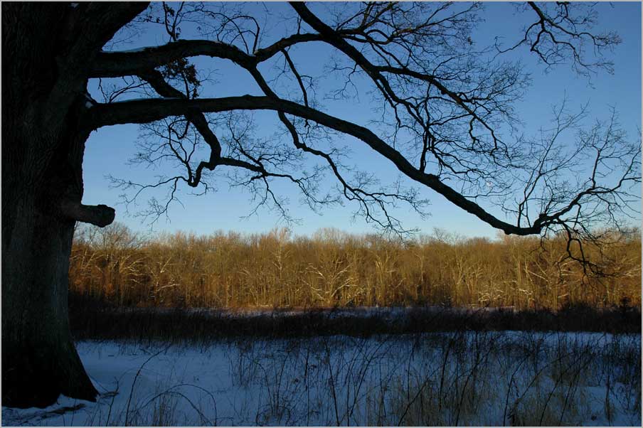 white oak winter space