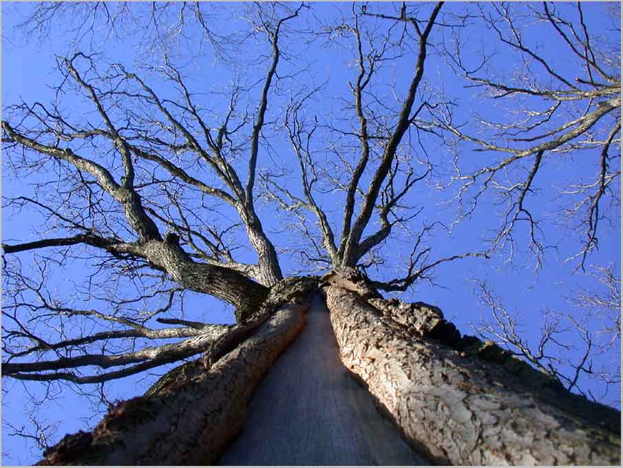 white oak, lightening strike