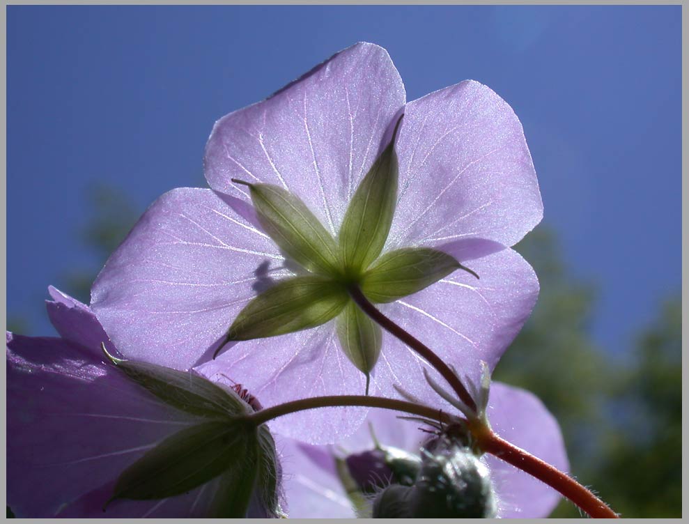 wild geranium