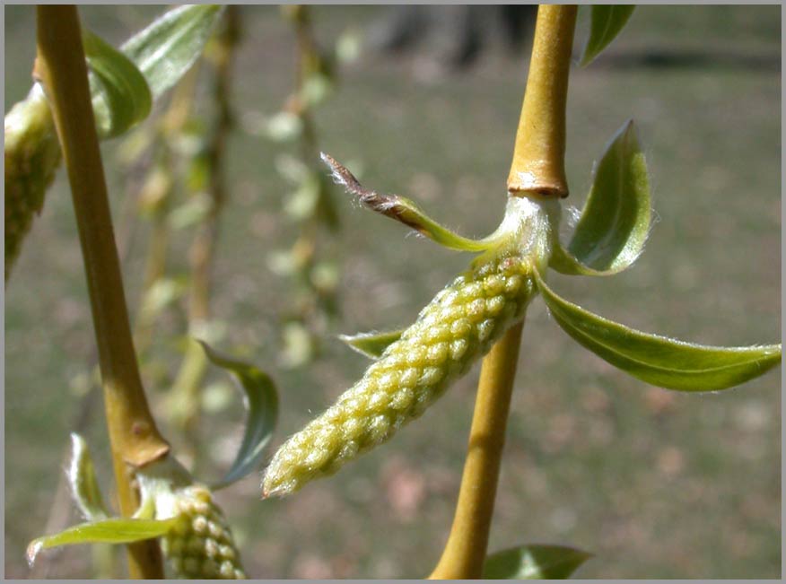 willow flowers