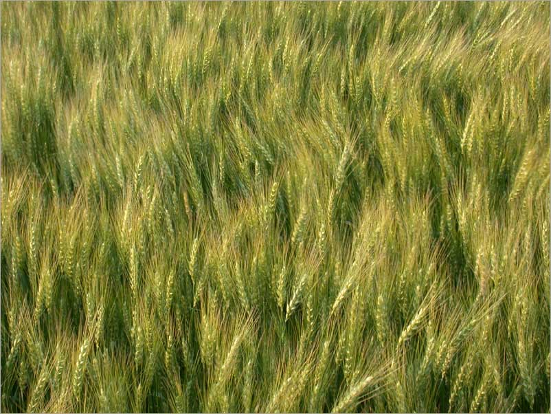 wind in wheat