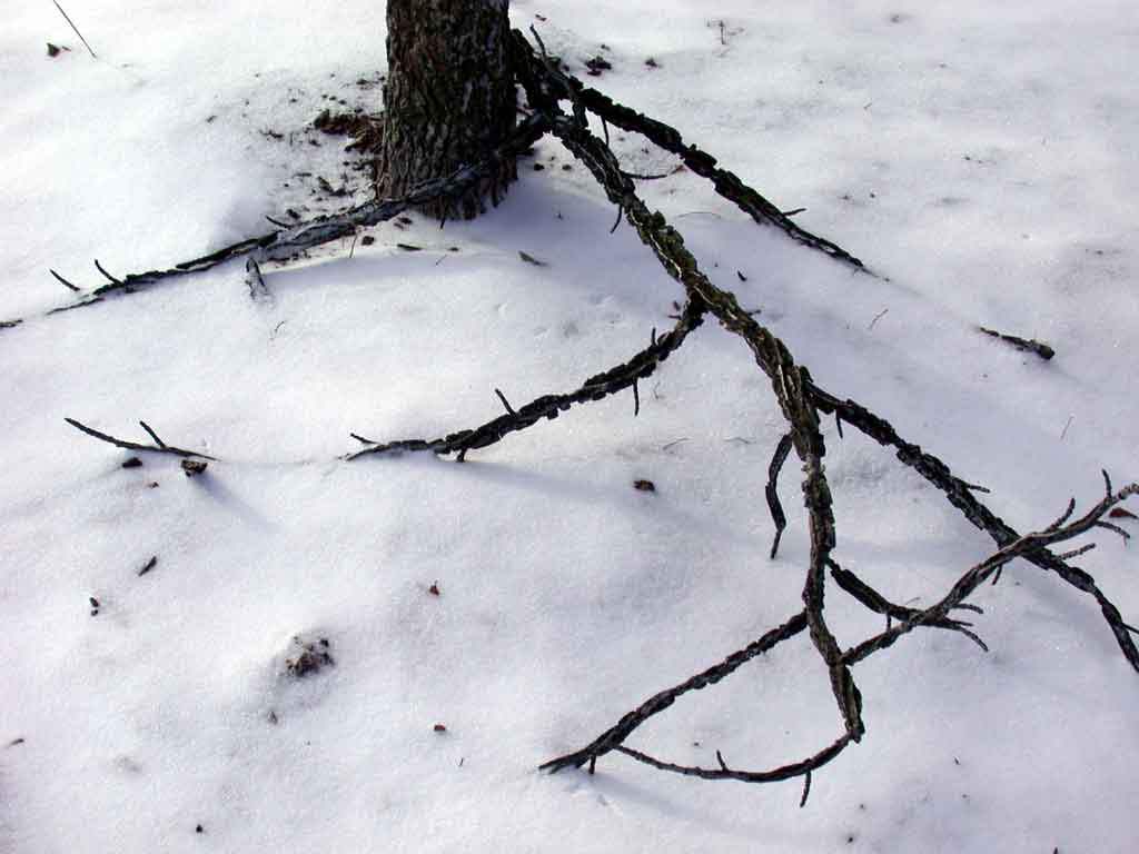 winterr twigs, sweetgum