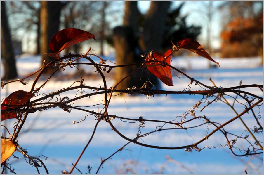 winter tangle