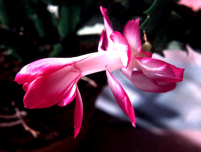 winter cactus, fall light