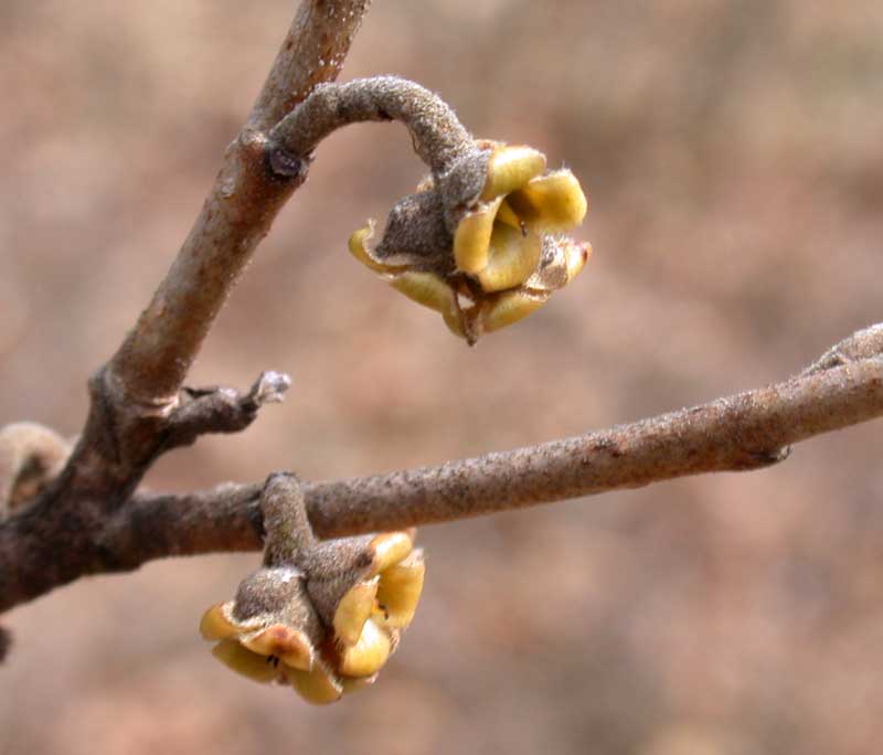 witchhazel, end of march