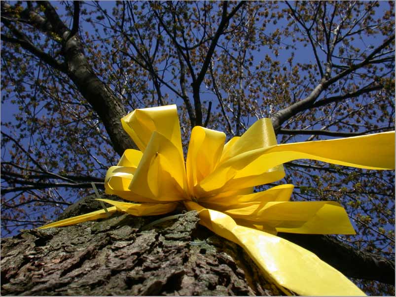 yellow ribbon 