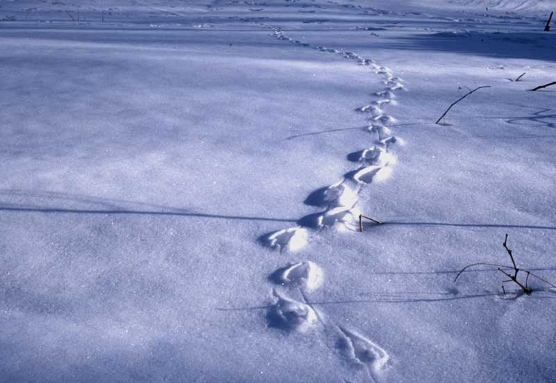 snow tracks