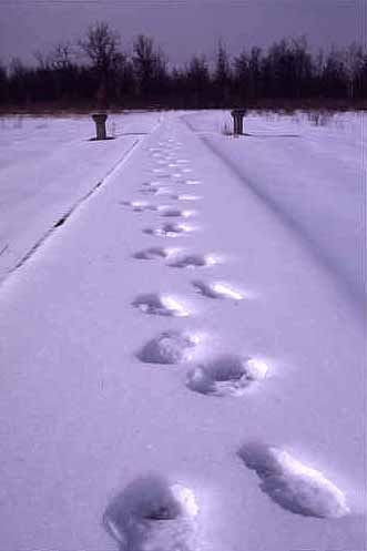 Tracks, Early Spring