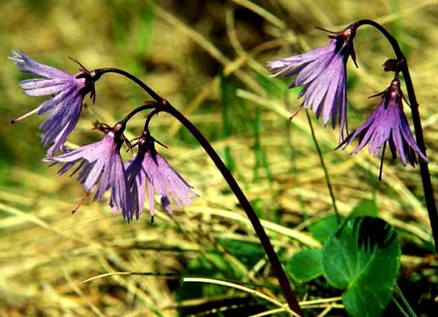 alpine soldanellas