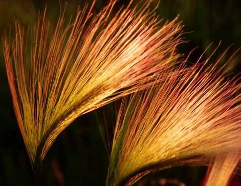 July Squirreltail Grass