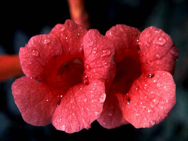 July Trumpet Creeper Duo, N. America