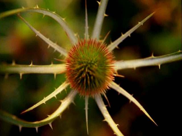 Teasel Symmetry 