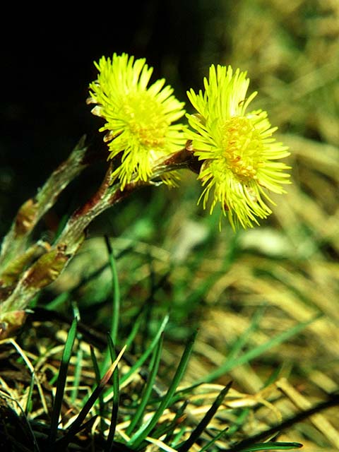 Tussilago, First flower of Spring