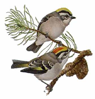 kinglet duo